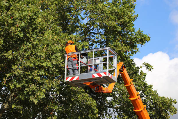 Best Arborist Services Near Me  in Emigsville, PA